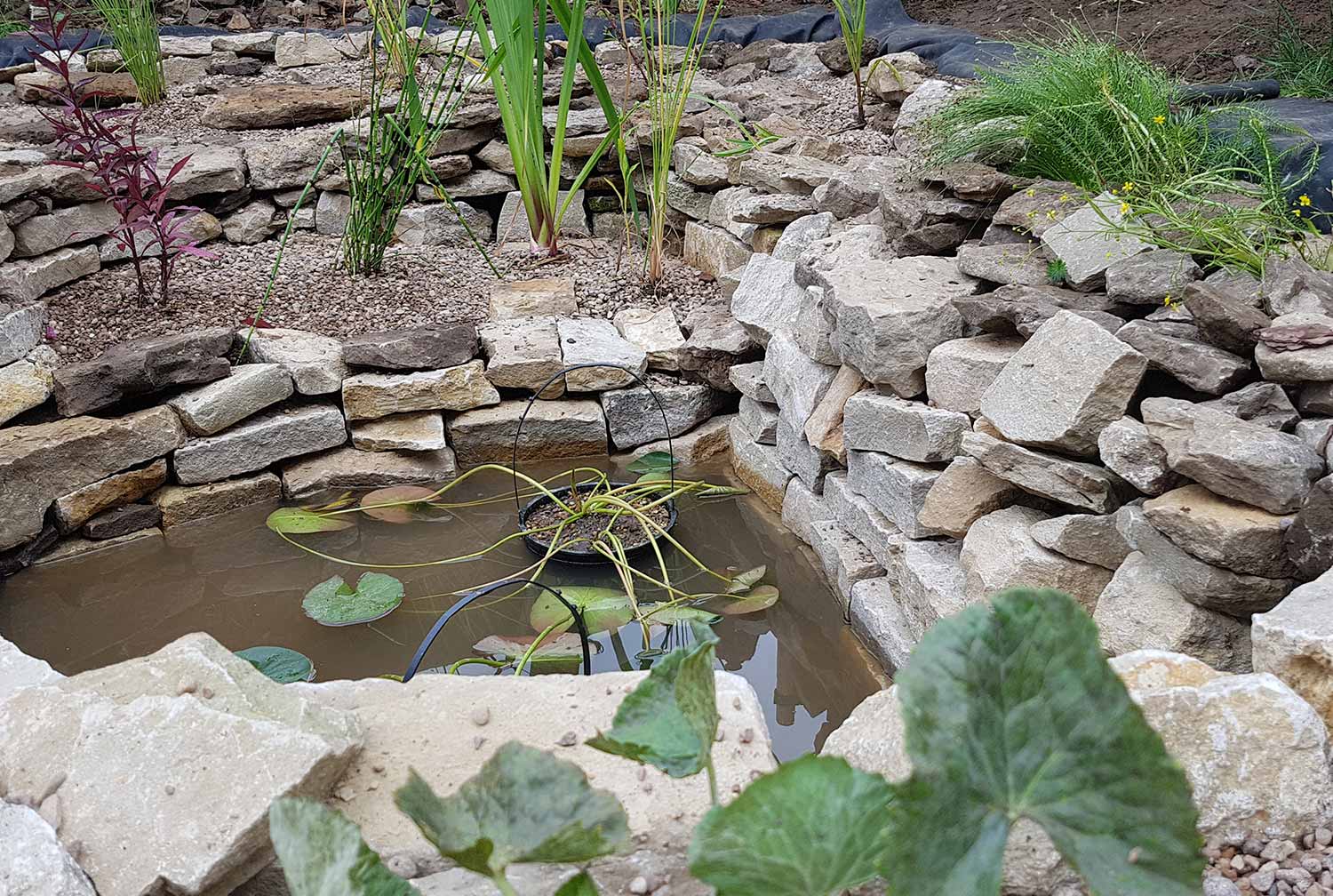 eco-friendly pond, Longworth, Oxfordshire - Gaiaveda Gardens